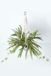 Homescapes Artificial Hanging Basket Spider Plant, 95 cm in Green - thumbnail 2