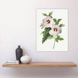 "Artery8 Hibiscus Flower Illustration Redoute Vintage Wall Art Print Poster in White - Size: W12"" x H16""" - thumbnail 4
