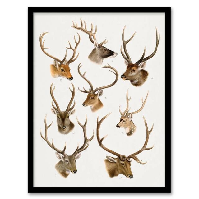 Artery8 Vintage Illustration of Deer Species Lydekker Framed Wall Art Print in White - Size: A4 - image 1