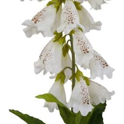 Lemon Pavilion Furniture and Decor The Natural Garden Collection Foxglove Single Stem Flower, Height 11cm in White - thumbnail 2