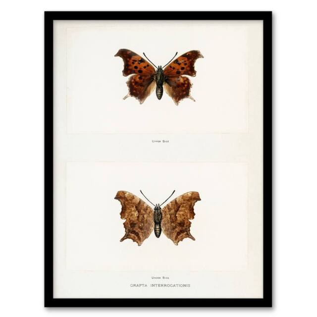 Artery8 Denton Framed Wall Art Question Mark Butterfly Vintage Illustration in White - Size: A4 - image 1