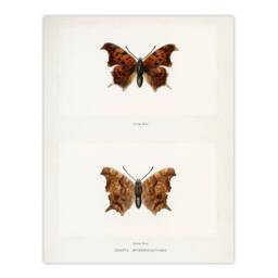 Artery8 Denton Framed Wall Art Question Mark Butterfly Vintage Illustration in White - Size: A4 - thumbnail 3