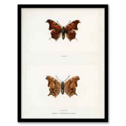 Artery8 Denton Framed Wall Art Question Mark Butterfly Vintage Illustration in White - Size: A4 - thumbnail 1