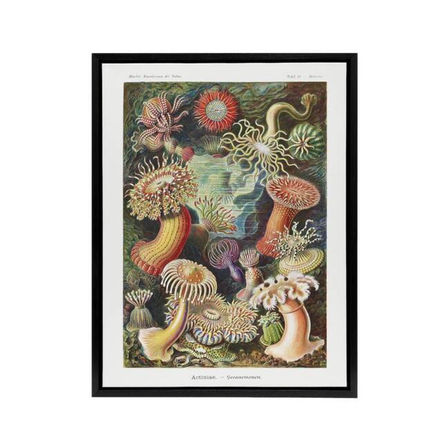 "Artery8 Sea Anemone Marine Landscape Haeckel Botanical Framed Canvas Wall Art - Size: W12"" x H16""" - image 1