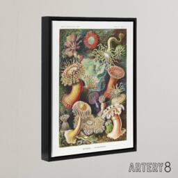 "Artery8 Sea Anemone Marine Landscape Haeckel Botanical Framed Canvas Wall Art - Size: W12"" x H16""" - thumbnail 2