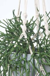 Homescapes Artificial Hanging Basket Green Rhipsalis Plant, 116 cm - thumbnail 4
