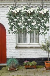 Neel Blue 110cm Artificial Rose Garland Vine Hanging Silk Garland, 18 Flowers in White - thumbnail 4