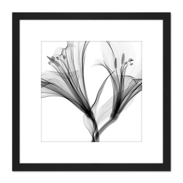 Artery8 Schwartz NJIT Greyscale Flowers X-Ray Transparent Photo 8X8 Inch Square Wooden Framed Wall Art Print Picture with Mount in Black - image 1