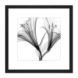 Artery8 Schwartz NJIT Greyscale Flowers X-Ray Transparent Photo 8X8 Inch Square Wooden Framed Wall Art Print Picture with Mount in Black - thumbnail 1