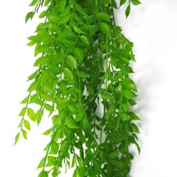 Leaf 100cm Hanging String of Pearls Fern Plant Light Green - thumbnail 4