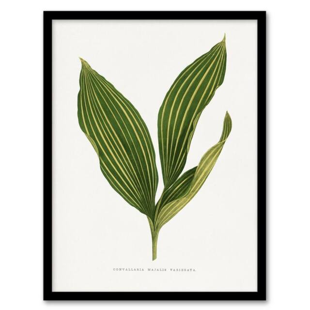 Artery8 AF Lydon Benjamin Fawcett Lily of the Valley Leaf Framed Art Print in White - Size: A4 - image 1