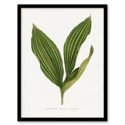 Artery8 AF Lydon Benjamin Fawcett Lily of the Valley Leaf Framed Art Print in White - Size: A4 - thumbnail 1