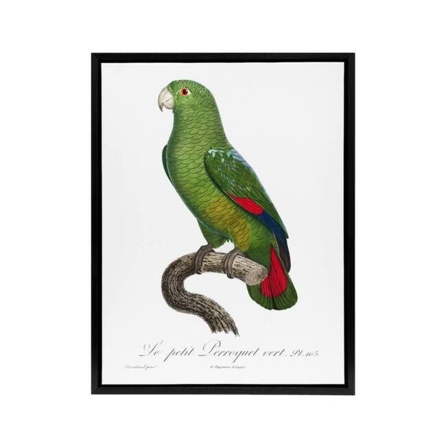 "Artery8 The Black Billed Amazon Parrot Levaillant Framed Canvas Wall Art Print in White - Size: W12"" x H16""" - image 1