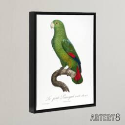 "Artery8 The Black Billed Amazon Parrot Levaillant Framed Canvas Wall Art Print in White - Size: W12"" x H16""" - thumbnail 2