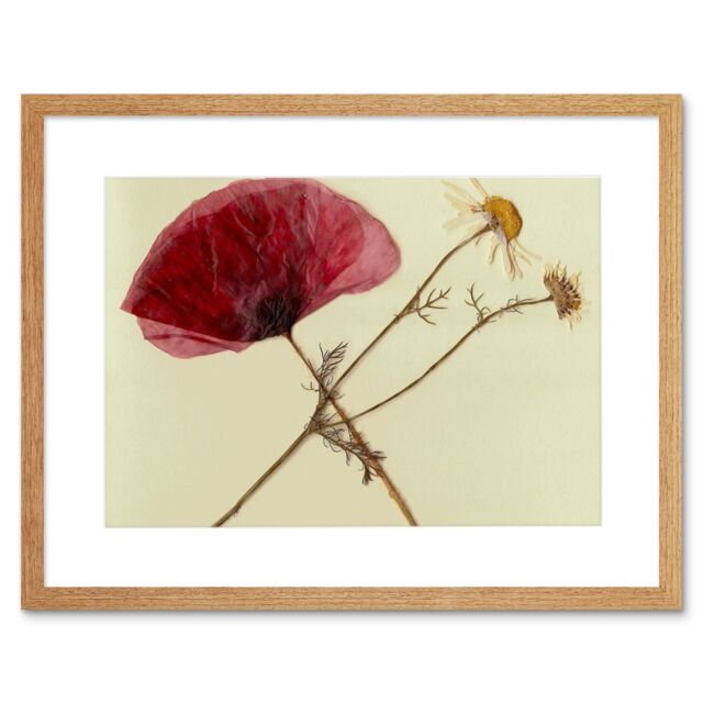 "Artery8 Wall Art Print Dried Poppy Daisy Flower Art Black Framed 9x7 inch in Beige - Size: W7"" x H9""" - image 1