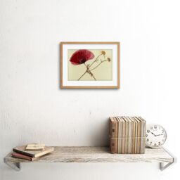 "Artery8 Wall Art Print Dried Poppy Daisy Flower Art Black Framed 9x7 inch in Beige - Size: W7"" x H9""" - thumbnail 2
