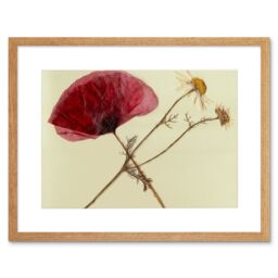 "Artery8 Wall Art Print Dried Poppy Daisy Flower Art Black Framed 9x7 inch in Beige - Size: W7"" x H9""" - thumbnail 1