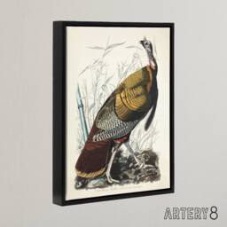 "Artery8 Birds of America Wild Turkey Audubon Nature Black Framed Canvas Art in White - Size: W24"" x H32""" - thumbnail 2