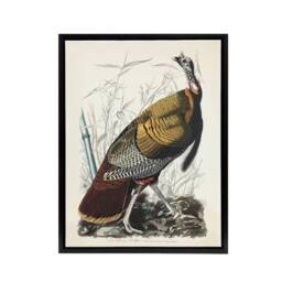 "Artery8 Birds of America Wild Turkey Audubon Nature Black Framed Canvas Art in White - Size: W24"" x H32""" - thumbnail 1