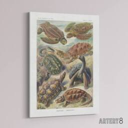 "Artery8 Chelonia Turtles Vintage Haeckel Botanical Canvas Wall Art - Size: W18"" x H24""" - thumbnail 2