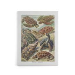 "Artery8 Chelonia Turtles Vintage Haeckel Botanical Canvas Wall Art - Size: W18"" x H24""" - thumbnail 1