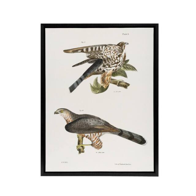 "Artery8 James De Kay Pigeon Hawk & Coopers Hawk Framed Canvas Wall Art Print in White - Size: W12"" x H16""" - image 1