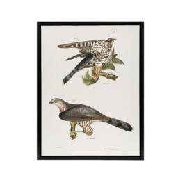 "Artery8 James De Kay Pigeon Hawk & Coopers Hawk Framed Canvas Wall Art Print in White - Size: W12"" x H16""" - thumbnail 1