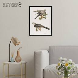 "Artery8 James De Kay Pigeon Hawk & Coopers Hawk Framed Canvas Wall Art Print in White - Size: W12"" x H16""" - thumbnail 3