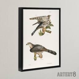 "Artery8 James De Kay Pigeon Hawk & Coopers Hawk Framed Canvas Wall Art Print in White - Size: W12"" x H16""" - thumbnail 2