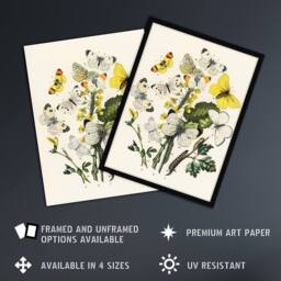 Artery8 Caterpillars & Butterflies Kirby Vintage Framed Wall Art Print in White - Size: A4 - thumbnail 2