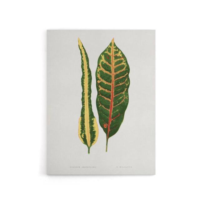 "Artery8 AF Lydon Benjamin Fawcett Croton Plant Leaf Varieties Canvas Art Print in White - Size: W12"" x H16""" - image 1