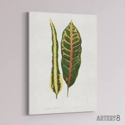 "Artery8 AF Lydon Benjamin Fawcett Croton Plant Leaf Varieties Canvas Art Print in White - Size: W12"" x H16""" - thumbnail 2