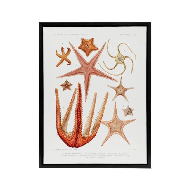 "Artery8 Starfish Biodiversity Illustration Albert I Framed Canvas Wall Art in White - Size: W12"" x H16""" - image 1