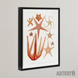 "Artery8 Starfish Biodiversity Illustration Albert I Framed Canvas Wall Art in White - Size: W12"" x H16""" - thumbnail 2