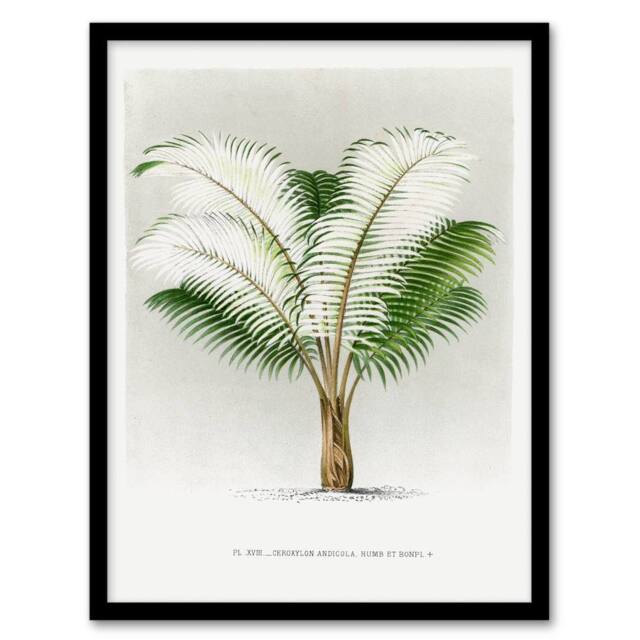 Artery8 Oswald de Kerchove Framed Wall Art Print Ceroxylon Anticola Palm Tree in White - Size: A4 - image 1