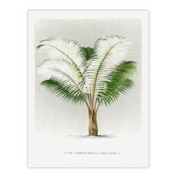 Artery8 Oswald de Kerchove Framed Wall Art Print Ceroxylon Anticola Palm Tree in White - Size: A4 - thumbnail 3