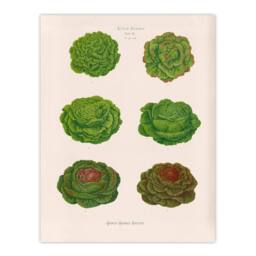 "Artery8 Lettuces Cabbage Varieties Ernst Benary Wall Art Poster Print in White - Size: W12"" x H16""" - thumbnail 1