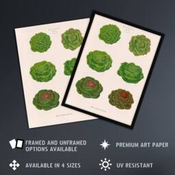 "Artery8 Lettuces Cabbage Varieties Ernst Benary Wall Art Poster Print in White - Size: W12"" x H16""" - thumbnail 2