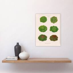 "Artery8 Lettuces Cabbage Varieties Ernst Benary Wall Art Poster Print in White - Size: W12"" x H16""" - thumbnail 4