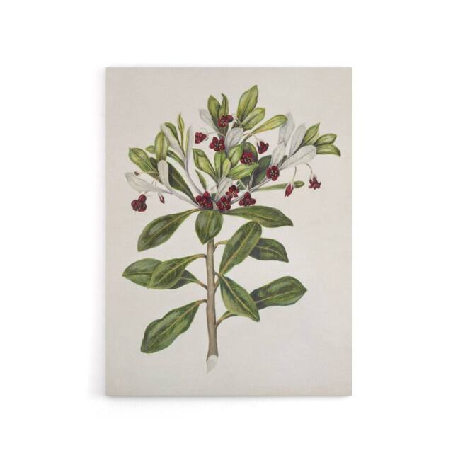 "Artery8 New Zealand Kohuhu & Karo Plant Featon Canvas Wall Art Print in Beige - Size: W12"" x H16""" - image 1