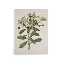 "Artery8 New Zealand Kohuhu & Karo Plant Featon Canvas Wall Art Print in Beige - Size: W12"" x H16""" - thumbnail 1