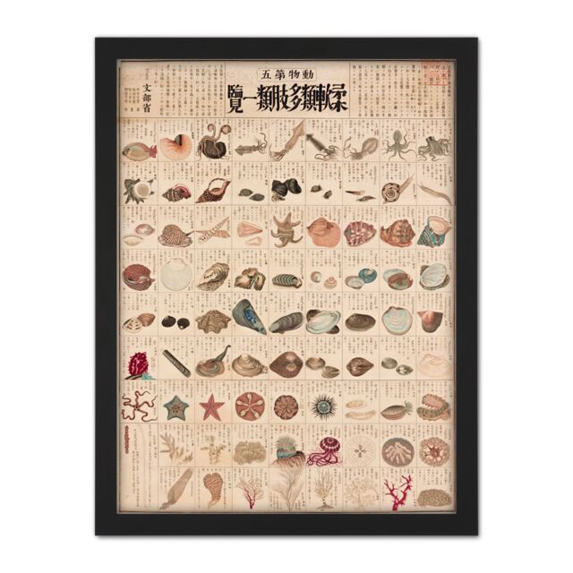 "Artery8 Wall Art Print Kato Chikusai Species of Sea Life Shellfish Japan Large Framed Wall Décor Art in Light Oak - Size: W18"" x H24""" - image 1