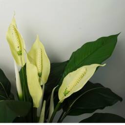 Leaf Artificial White Spathiphyllum Peace Lily - thumbnail 2
