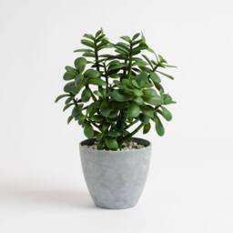 Scottish Everlastings Ltd 41cm Indoor/Outdoor Jade Plant in Grey Pot in Green - thumbnail 4
