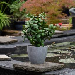 Scottish Everlastings Ltd 41cm Indoor/Outdoor Jade Plant in Grey Pot in Green