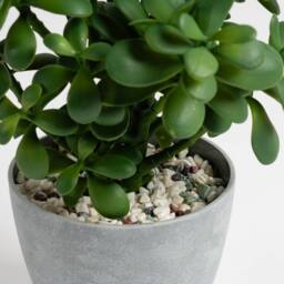 Scottish Everlastings Ltd 41cm Indoor/Outdoor Jade Plant in Grey Pot in Green - thumbnail 3