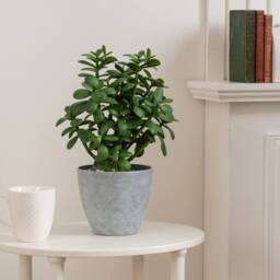 Scottish Everlastings Ltd 41cm Indoor/Outdoor Jade Plant in Grey Pot in Green - thumbnail 2