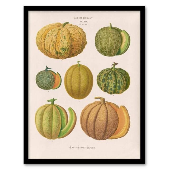 Artery8 Ernst Benary Melon Varieties Vintage Illustration Framed Art Print in White - Size: A4 - image 1