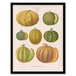 Artery8 Ernst Benary Melon Varieties Vintage Illustration Framed Art Print in White - Size: A4 - thumbnail 1