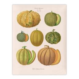 Artery8 Ernst Benary Melon Varieties Vintage Illustration Framed Art Print in White - Size: A4 - thumbnail 3